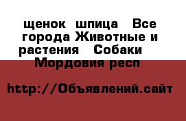 щенок  шпица - Все города Животные и растения » Собаки   . Мордовия респ.
